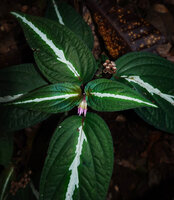 Sonerila maculata, leaves, flowers and fruits, Dearamakot FR, Sabah, Borneo