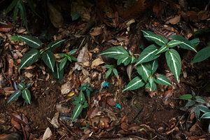 Sonerila maculata, population of adult individuals with the white refractive central line and bright blue iridescent seedling, Dearamakot FR, Sabah, Borneo