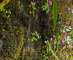 Sonerila nemakadensis, base of the stems anchored by adventitious roots among the living mosses on a vertical seeping rock, Munnar, Kerala, India