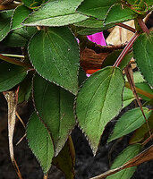 Sonerila nemakadensis, dentate leaves with hydathodes, Munnar, Kerala, India