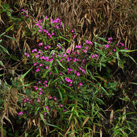 Sonerila nemakadensis, flowering population on a vertical seeping rock, Munnar, Kerala, India