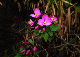 Sonerila nemakadensis, Munnar, Kerala, India, Jan. 2023