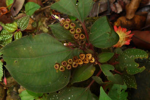 Sonerila obliqua, fruiting individual, Harau valley, West Sumatra