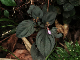 Sonerila pulchella, almost blackish leaves form, Mt Kinabalu, Sabah, Borneo