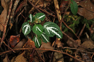 Sonerila pulchella, silver striped form, maybe an aposematic or repulsive color or a visual disruptive perception for herbivores, Mt Kinabalu, Sabah, Borneo