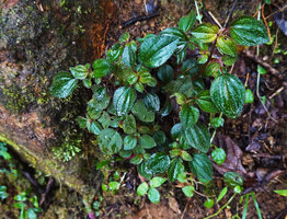 Sonerila pumila, an erect species with isophyllous leaves and erect hairs on adaxial blade surface, Horton Plains NP, Sri Lanka