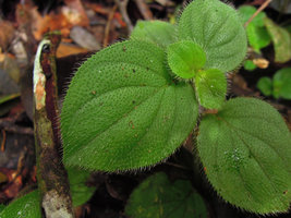 Sonerila rudis, each long transparent hair probably acting like an optic fiber concentrating light and increasing chlorophyll concentration at its base, Fraser&#039;s Hill, Malaysia