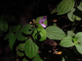 Sonerila rudis, long transparent hairs probably acting like optic fibers concentrating light and increasing chlorophyll concentration at their base, Fraser&#039;s Hill, Malaysia