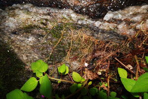 Sonerila silvatica, dense mat root system fixing the plant on the rock at the edge of waterfall, Kitulgala, Sri Lanka