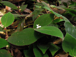 Sonerila sp., Trengganu, Malaysia