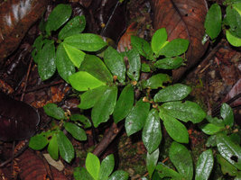 Sonerila sp., plagiotropic and anisophyllous, mimetic of many Elatostema and Argostemma, erect rain splash capsular fruits, Penrissen Range, Padawan, Sarawak, Borneo