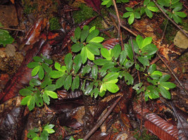 Sonerila sp., plagiotropic and anisophyllous, mimetic of many Elatostema and Argostemma, Penrissen Range, Padawan, Sarawak, Borneo