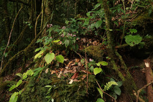 Sonerila sp., probably related to S. finetii, population on mossy rock, Doi Inthanon NP, 2000 m asl, Thailand