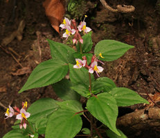 Sonerila sp., probably related to S. finetii, terminal inflorescences, Doi Inthanon NP, 2000 m asl, Thailand