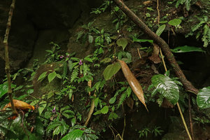 Sonerila succulenta and Ridleyandra morganii on vertical mossy rock, Cameron Highlands, 1000 m asl, Malaysia