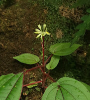 Sonerila succulenta, terminal  inflorescence, Cameron Highlands, 1000 m asl, Malaysia