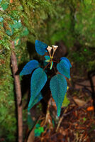 Sonerila tenuifolia exhibiting bright blue iridescence under flash light, Mt Kinabalu, 1600 m asl, Sabah, Borneo