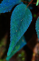 Sonerila tenuifolia, one leaf exhibiting bright blue iridescence under flash light, Mt Kinabalu, 1600 m asl, Sabah, Borneo