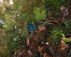 Sonerila tenuifolia on vertical earth bank, exhibiting bright blue iridescence under flash light, Mt Kinabalu, 1600 m asl, Sabah, Borneo