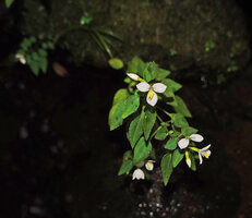 Sonerila zeylanica, Fishing Hut, Maskeliya, Sri Lanka,