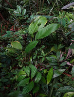 Spathiphyllum commutatum on a seeping rocky bank, Soya, Ambon, Moluccas