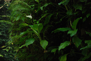 Spathiphyllum commutatum on dripping cliff, inflorescence detail,  Magadapio, Luzon