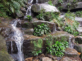 Spathiphyllum sp. as a rheophyte in a waterfall, Tijuca NP, Rio de Janeiro, Brazil