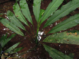 Spathiphyllum sp., differential torsion of petiolar geniculum resulting in discoid disposition of blades, Allpahuayo, Iquitos, Peru