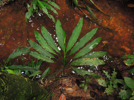 Spathiphyllum sp., leaf blade avoidance through differential torsion of petiolar geniculum, discoid disposition of blades in spite of distichous phyllotaxy, Iquitos, Peru