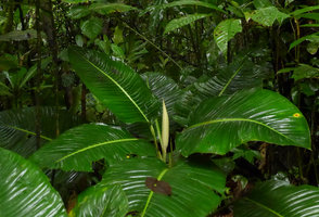 Rhodospatha moritziana with huge leaves and closed whitish spatha , Terco, Nuqui, Choco, Colombia