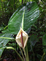Rhodospatha moritziana  with huge leaves, whitish spatha and pink spadix, Terco, Nuqui, Choco, Colombia