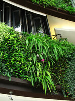 Spathoglottis plicata thriving and flowering on the living fences, Siam Paragon, Bangkok