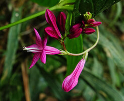 Spigelia pedunculata, flowers, El Pahuma FR, Pichincha, Ecuador