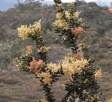 Spiraeanthemum pulleanum, branches with bullate leaves and terminal inflorescence, Anggi Lakes, 2000 m asl, Arfak Mts, West Papua