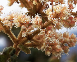 Spiraeanthemum pulleanum, flowers at anthesis, Anggi Lakes, 2000 m asl, Arfak Mts, West Papua