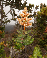 Spiraeanthemum pulleanum, strongly bullate leaves and terminal inflorescence, Anggi Lakes, 2000 m asl, Arfak Mts, West Papua