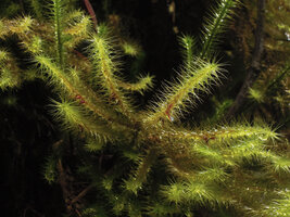 Spiridens reinwardtii, Mount Hagen, PNG