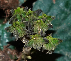 Stauranthera cf. argyrescens, erect maturing fruits with the five lobed accrescent calyx, Danum Valley, Sabah, Borneo