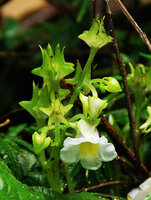 Stauranthera grandiflora, flower and maturing fruits protected by enlarging sepals, Tioman, Malaysia
