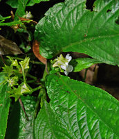 Stauranthera grandiflora flowers and asymmetric leaf base details, Tioman, Malaysia