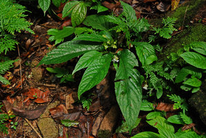 Stauranthera grandiflora in rocky habitat, Tioman, Malaysia