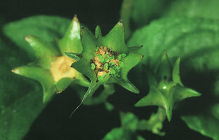 Stauranthera grandiflora, rain splash upwards fleshy capsular fruit with seeds not dispersed by rain and germinating inside, probably facing an uncertain future, Tioman, Malaysia