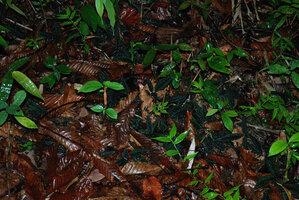 Staurogyne argentea, dark green blackish leaves prostrate on the dry leaf litter, Mt Harriet NP, Andaman Islands