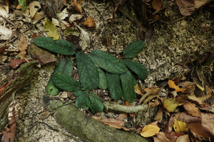 Staurogyne merguensis, a form with greyish patches between the main leaf veins, appressed on a vertical earth bank, base of Gunung Machinchang, Langkawi, Malaysia