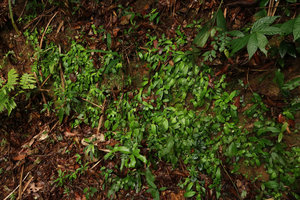 Staurogyne sp., dense population on vertical rocky earth bank , Bach Ma NP, 500 m asl, Hue, Vietnam