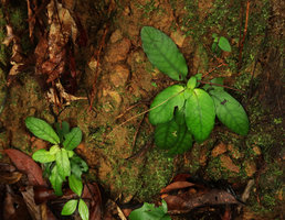 Staurogyne sp.  on vertical rocky earth bank , Bach Ma NP, 500 m asl, Hue, Vietnam