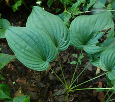 Stemona burkillii, short stem and apically rosetted leaves with long petioles geniculate at both ends and flower peduncles, Tham Pla Pha Suea NP, Thailand