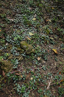 Stenandrium subcordatum, population among limestone rocks, Las Guacamayas, Peten, Guatemala