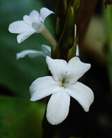 Stenandrium warneckei, corolla lobes pedunculate and auriculate, Amani, 800 m asl, East Usambara, Tanzania