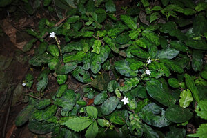 Stenandrium warneckei, dense population carpeting the forest floor with Elatostema monticola in the foreground, Amani, 800 m asl, East Usambara, Tanzania